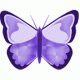 الصورة الرمزية الفراشة المتألقة