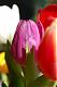   tulipe77
